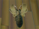 Tiger Moth