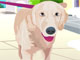 Dog Walking Girl