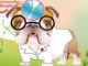 Dr.Bulldog's Pets Hospital Dr.Bulldog's Pets Hospital