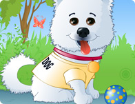 Puff The American Eskimo