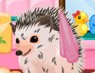 Cute Hedgehog Care