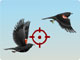Damn Birds 2