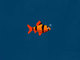 Franky The Fish 2