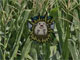 Hedgehog Launch 2