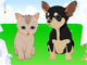 Pet Wedding Dress Up