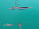 Shooting Fish
