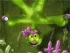 Slingette