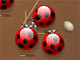 Spider Bugs
