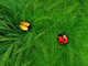 Too Many Bugs